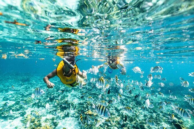 Cancun 6 in 1 Snorkeling Tour: MUSA, Shipwreck, Reefs & Cenotes - Authentic Experiences from Travelers