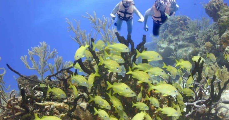 Cancun: Cancun Cenote Tour & Snorkeling - A Detailed Look at the Cancun Cenote Tour & Snorkeling