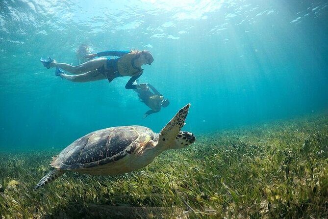 Cancun Combo Adventure: 4 Reef Snorkeling Stops & Parasailing - The Sum Up
