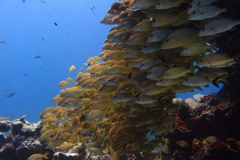 Cancun: Dive Underwater Museum & Manchones Reef - Why This Tour Stands Out