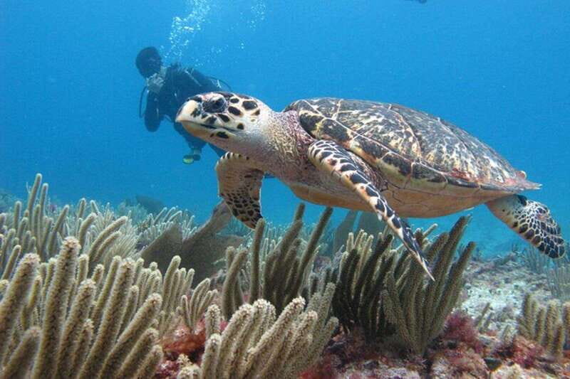 Cancun: Dive Underwater Museum & Manchones Reef - How It Compares in Value