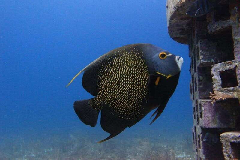 Cancun: Dive Underwater Museum & Manchones Reef - Who Will Love This Tour?
