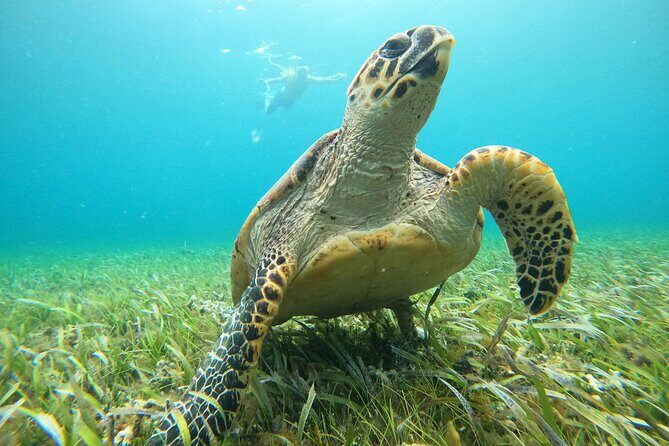 Cancun Fly and Swim Parasailing and Snorkeling Combo Tour - The Sum Up