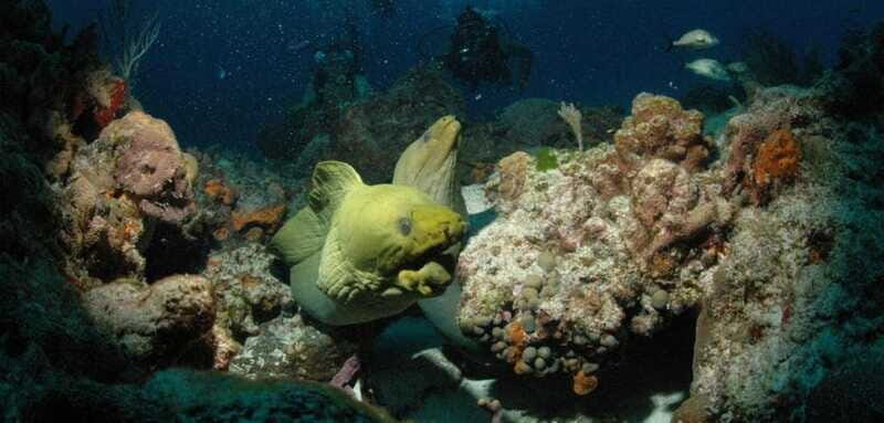Cancun: Goliat Grouper Dive Adventure - Key Points