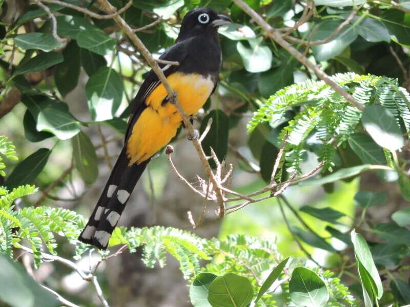 Cancún: Guided Birdwatching Hike - Key Points