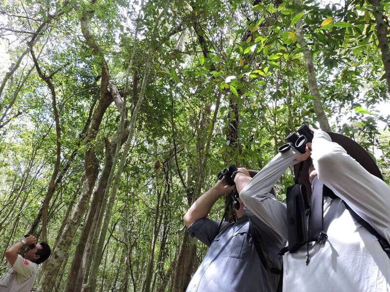 Cancún: Guided Birdwatching Hike - The Final Word