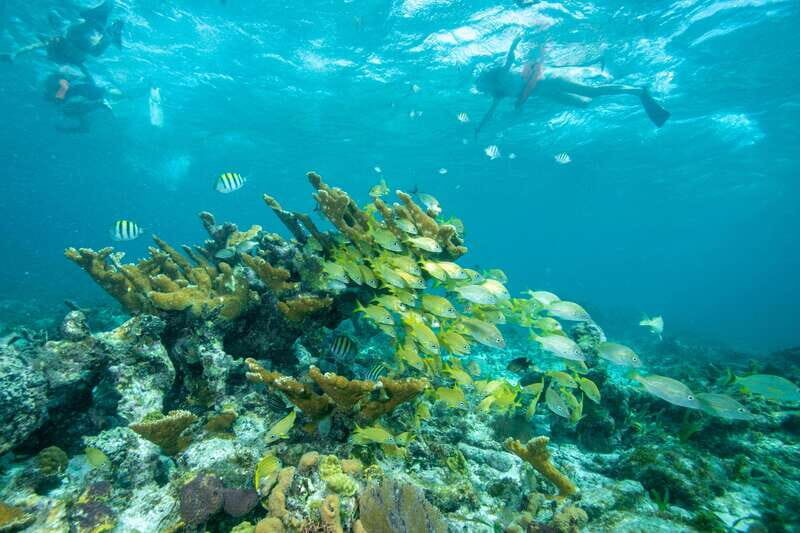 Cancun: Half Day Private Catamaran with Snorkeling. 25 guest - FAQ