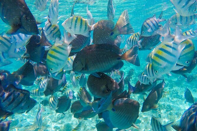 Cancun Half Day Sailing Cataman Cruise to Isla Mujeres - Final Thoughts