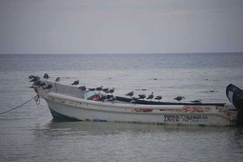 Cancun: Holbox Island Birdwatching and Wildlife Adventure - The Value and Practicalities