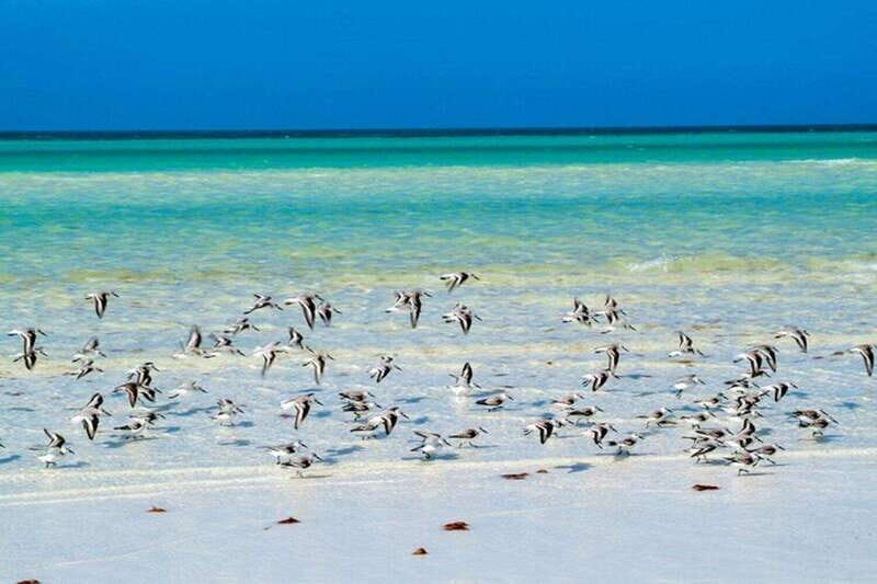 Cancun: Holbox plus Island, Punta Mosquito Trip with Lunch - What’s Included & What’s Not
