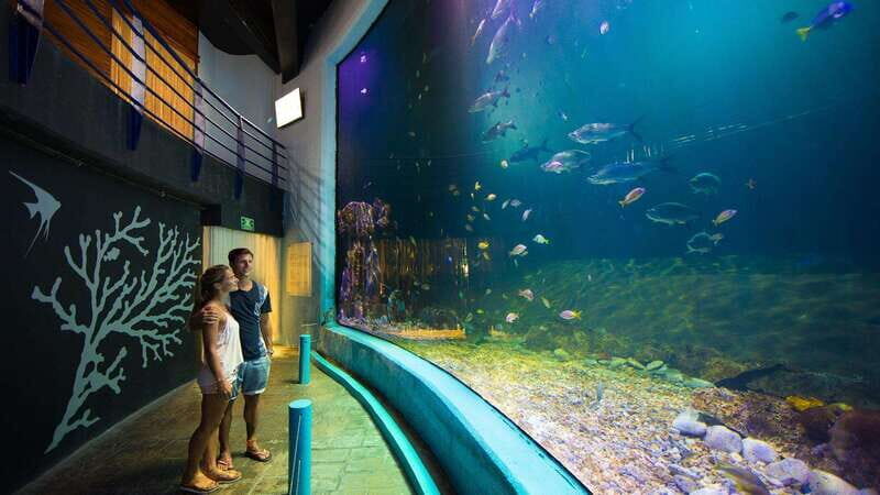 Cancún Interactive Aquarium Admission + Dolphin Presentation - A Closer Look at the Experience