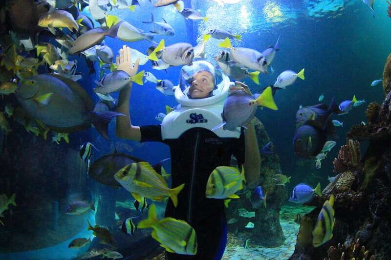 Cancun: Interactive Aquarium - Swim with dolphins Premium - The Sum Up