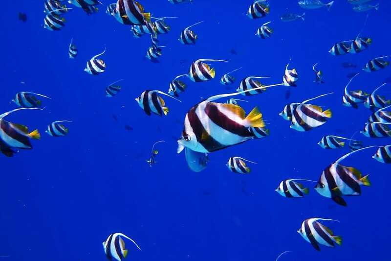 Cancun: Jungle expedition with speedboat ride and Snorkel - FAQ