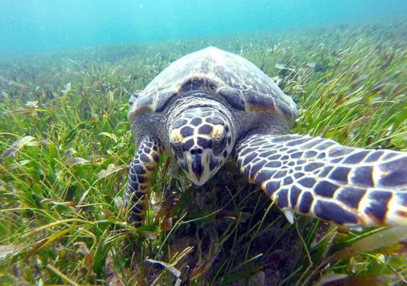Cancun: Jungle Speedboat & Snorkeling Adventure - An In-Depth Look at the Cancun Jungle Speedboat & Snorkeling Adventure