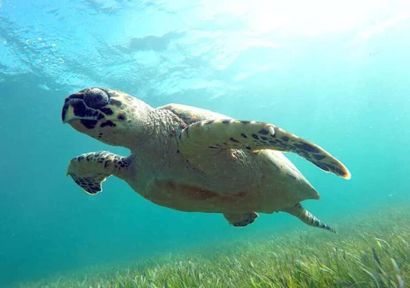 Cancun: Jungle Speedboat & Snorkeling Adventure - Who Should Consider This Tour?