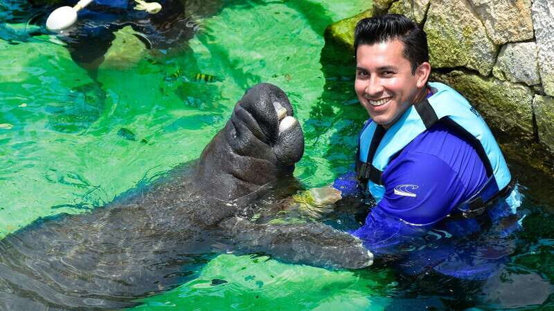 Cancún: Manatee Encounter on Isla Mujeres with Buffet Lunch - Key Points