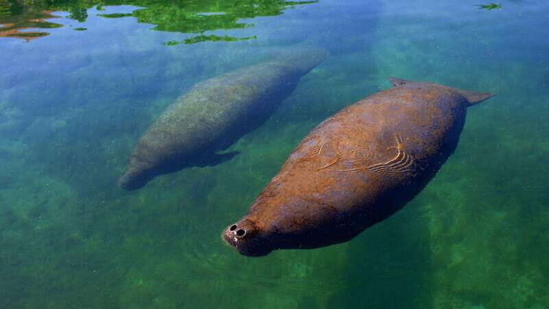 Cancún: Manatee Encounter on Isla Mujeres with Buffet Lunch - Authentic Insights from Travelers