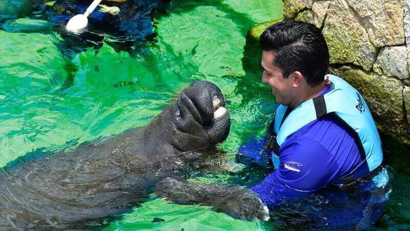 Cancún: Manatee Encounter on Isla Mujeres with Buffet Lunch - Final Thoughts