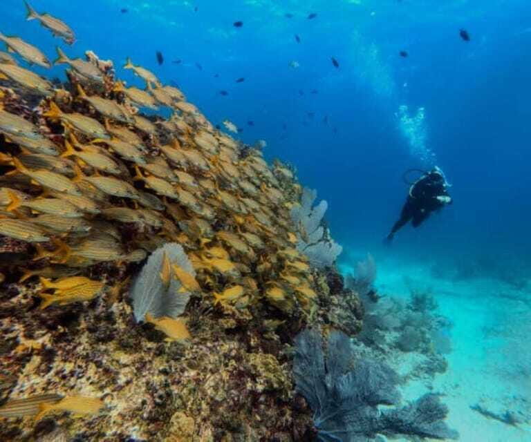 Cancun: PADI Open Water Diver Course - FAQs