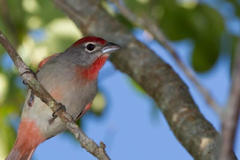 Cancun: Private Birdwatching Tour - Key Points