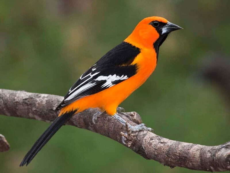 Cancun: Private Birdwatching Tour - In-Depth Review of the Cancun Private Birdwatching Tour