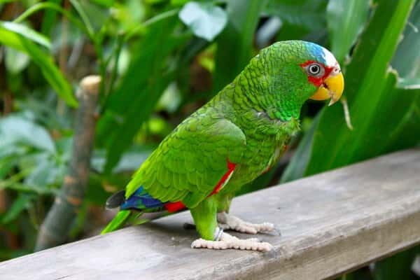 Cancun: Private Birdwatching Tour - FAQ