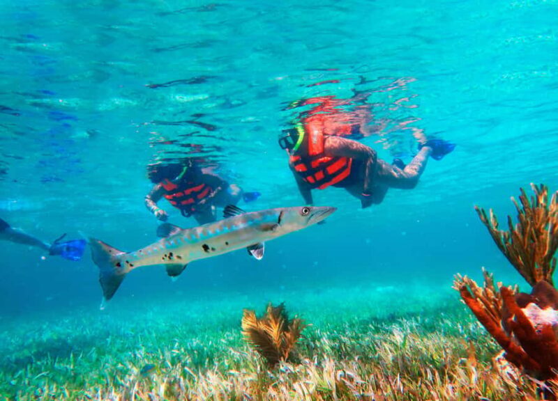Cancún: Puerto Morelos Reef Snorkeling Tour & Seaside Lunch - The Balance of Pros and Cons