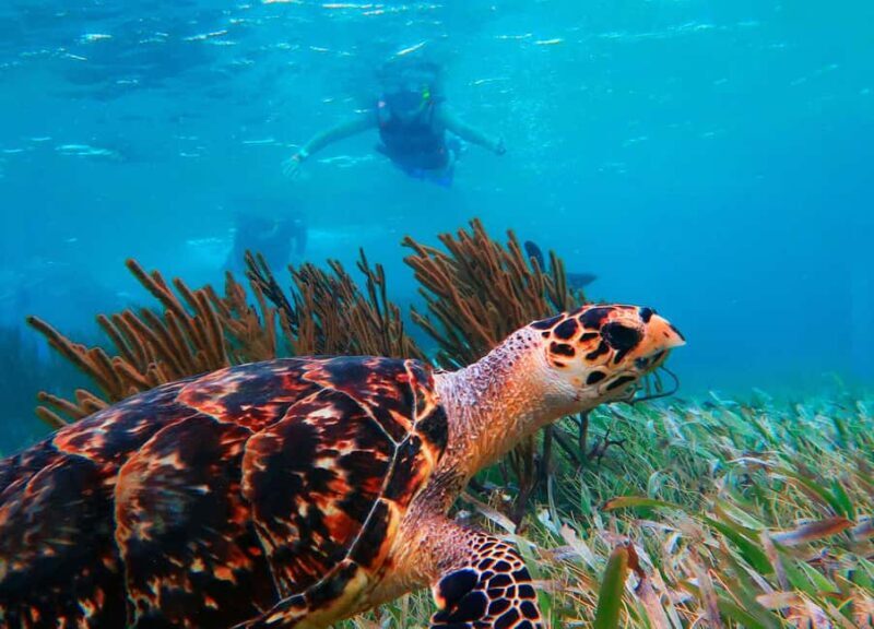Cancún: Puerto Morelos Reef Snorkeling Tour & Seaside Lunch - FAQ
