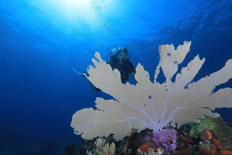 Cancun: Scuba Diving for Beginners, 2 Dives - Who Should Consider This Tour?