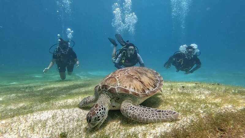 Cancun: Scuba Diving in Puerto Morelos for Beginners 2 Dives - Who Is This Tour Best For?