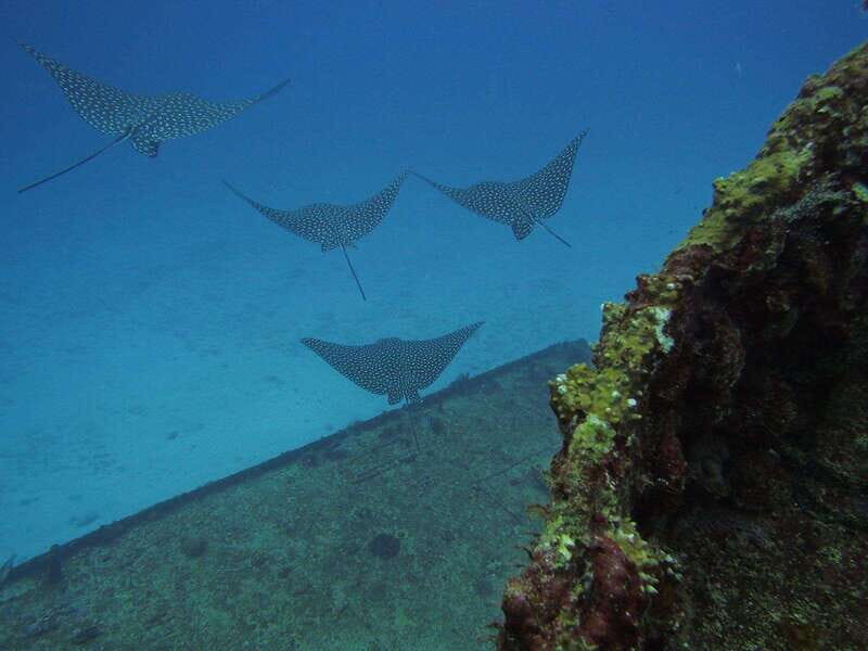 Cancun: Shipwreck & Reef for Certified Divers - The Value of This Experience