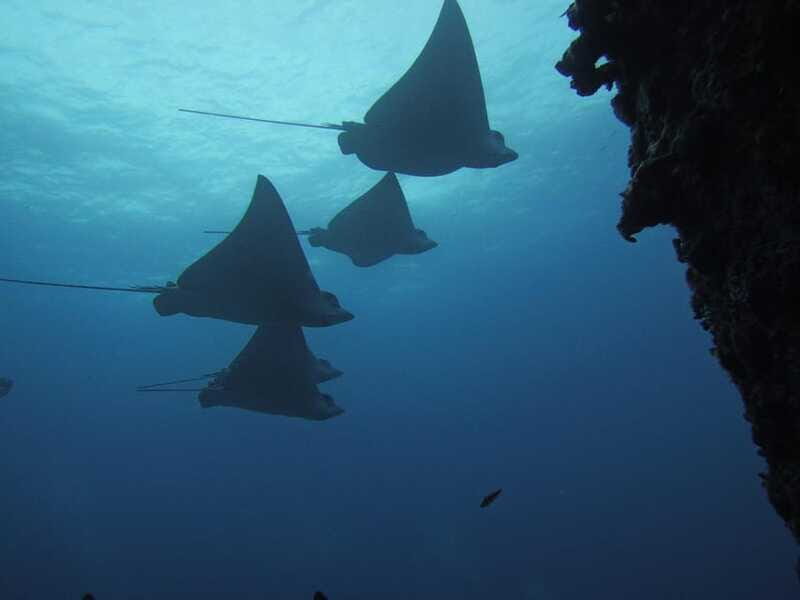 Cancun: Shipwreck & Reef for Certified Divers - FAQs
