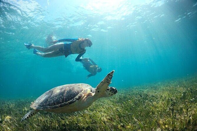 Cancun Snorkeling Adventure: Turtles, Reefs & Underwater Wonders - Analyzing the Value