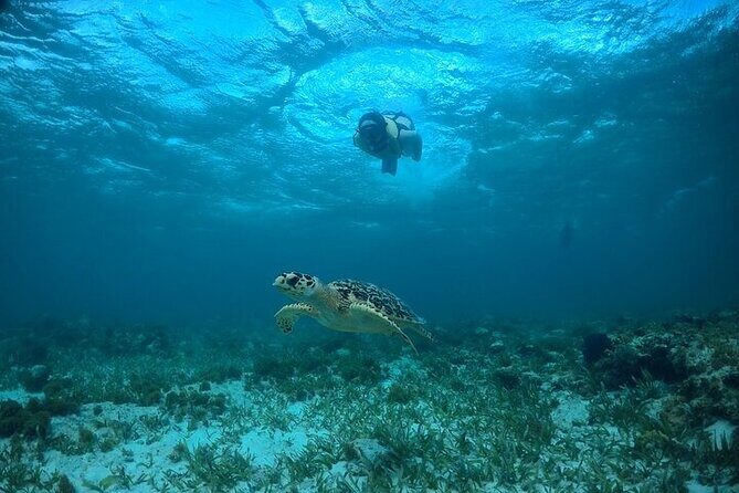 Cancun Snorkeling Adventure: Turtles, Reefs & Underwater Wonders - Who Should Consider This Tour?