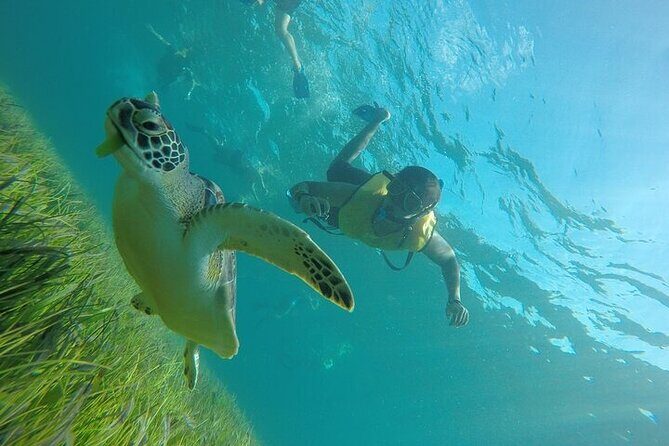 Cancun Snorkeling Adventure: Turtles, Reefs & Underwater Wonders - The Sum Up