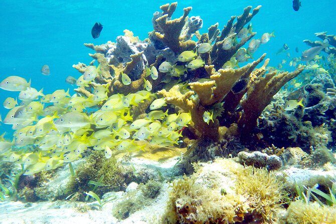 Cancun Snorkeling Adventure: Underwater Museum, Reef & Shipwreck - The Experience from a Traveler’s Perspective