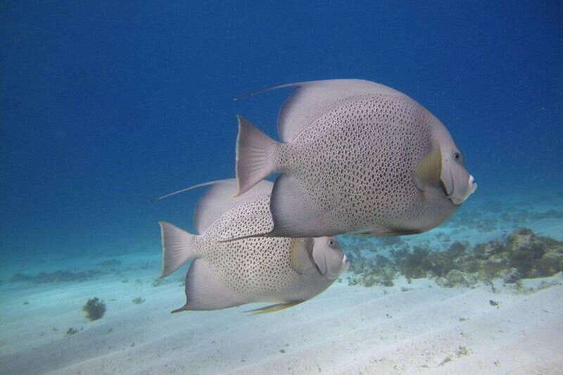 Cancun: Snorkeling at Underwater Museum & Manchones Reef - Who Should Consider This Tour?