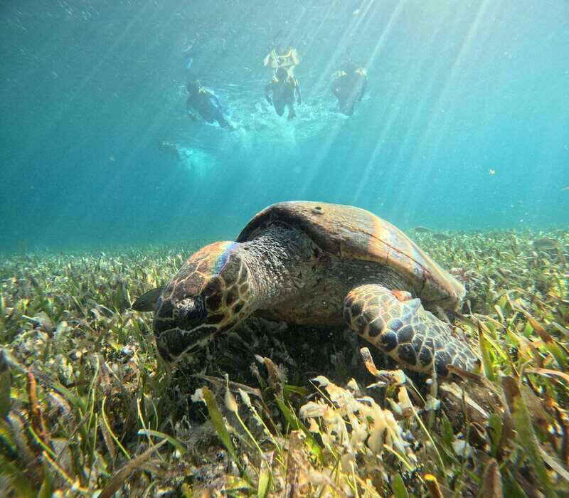 Cancun: Snorkeling Boat Tour with Gear - Starting Point and Booking