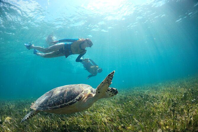 Cancun Snorkeling Tour: Swim with Turtles, Reef, Underwater Museum and Shipwreck - Who Would Love This Tour?