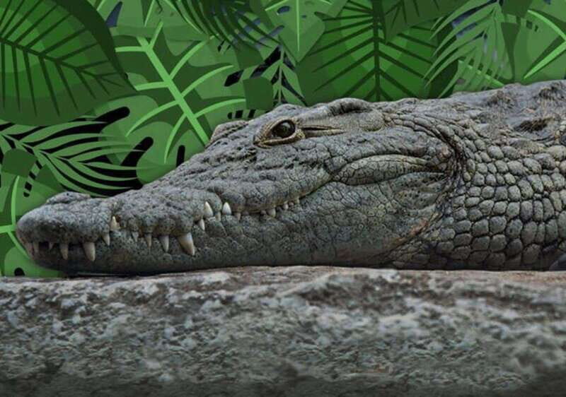 Cancun: Speedboat Adventure & Crocodile Sighting - Key Points