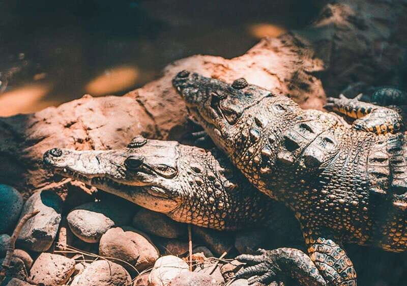Cancun: Speedboat Adventure & Crocodile Sighting - The Experience in Detail