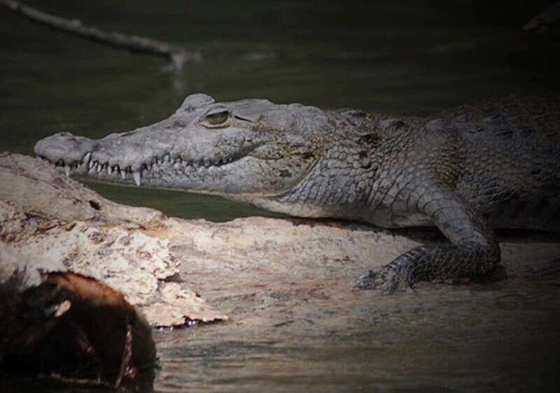 Cancun: Speedboat Adventure & Crocodile Sighting - Who Should Consider This Tour?
