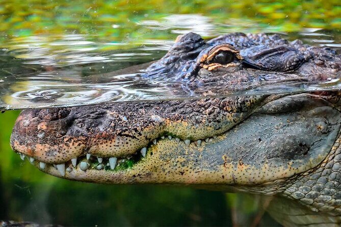 Cancun Speedboat with Crocodile Watching Jungle Tours Adventure - Key Points
