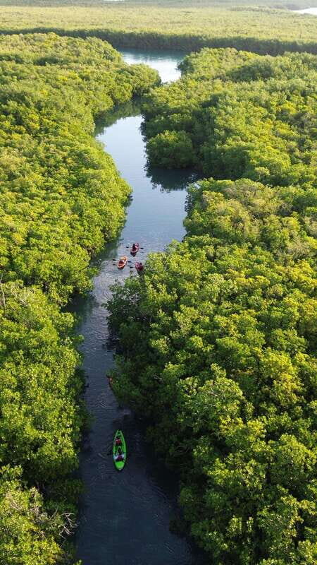 Cancun: Sunset Kayak Experience in the Mangroves - An In-Depth Look at the Tour