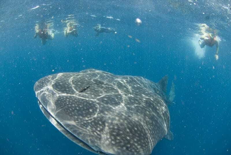 Cancún: Swim with Whale Sharks - Introduction: What’s All the Buzz?