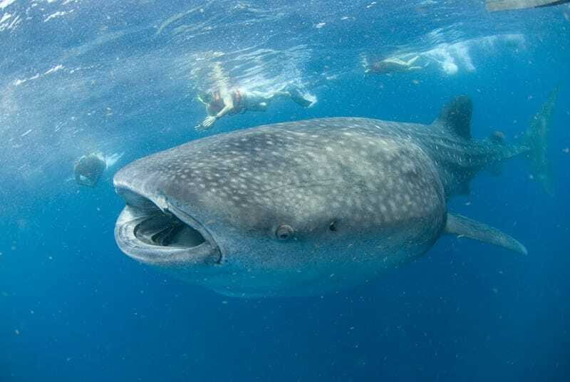 Cancún: Swim with Whale Sharks - The Itinerary: A Closer Look