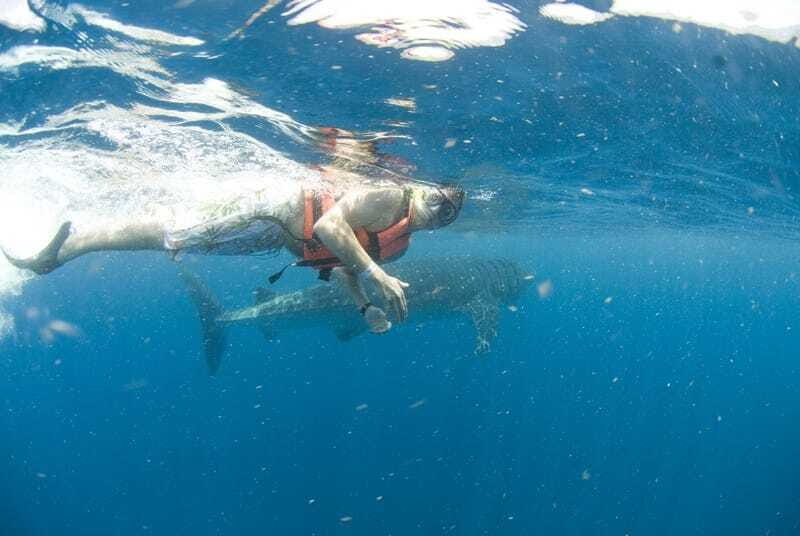 Cancún: Swim with Whale Sharks - The Experience: What Travelers Say