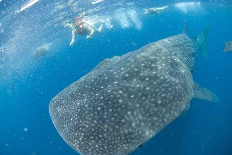 Cancún: Swim with Whale Sharks - Practical Tips for a Smooth Trip