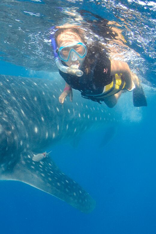 Cancún: Swim with Whale Sharks & Playa Norte Beach - What You Can Expect on the Tour