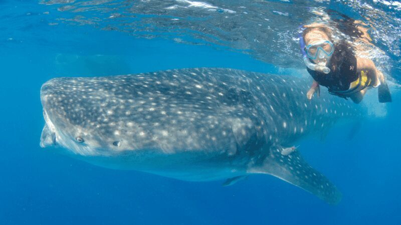 Cancún: Swim with Whale Sharks & Playa Norte Beach - Who Is This Tour Best For?